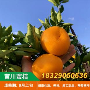 温州宫川蜜桔树苗正宗临海无核蜜橘子果苗嫁接橘子苗早熟柑桔苗