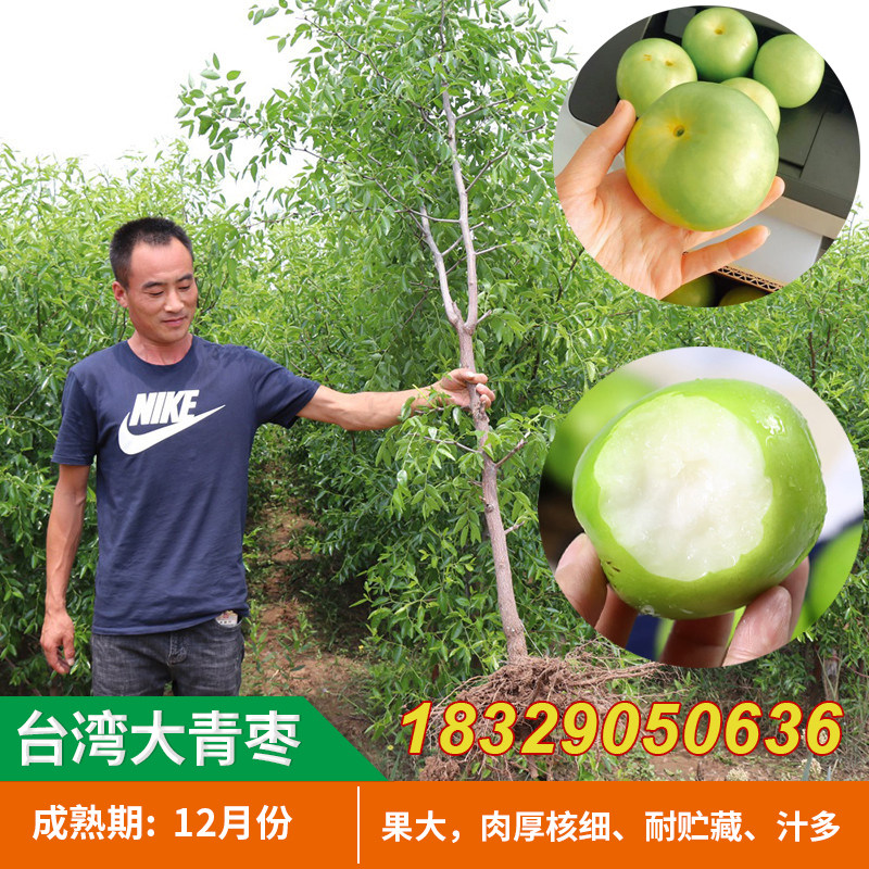 嫁接枣树活苗苹果枣树苗台湾大青枣树苗牛奶枣苗南方北方种植果树