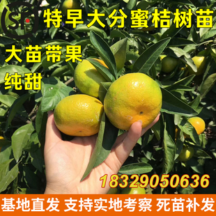 特早熟蜜桔子树苗宜昌大分蜜橘苗树含盆带土带叶青皮日南一号蜜桔