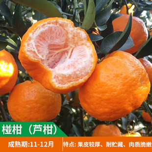 雪峰椪柑树苗嫁接缓红椪柑苗地栽柑无核芦柑苗橘子树苗带果果树苗