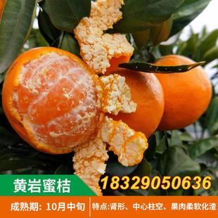 台州黄岩蜜桔苗带土宫川无核蜜桔苗树带叶临海涌泉蜜桔子苗脱毒苗