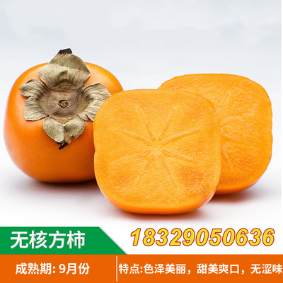 无籽方柿苗 脆甜柿子树苗 无核方柿树苗嫁接果树苗南方北方种植