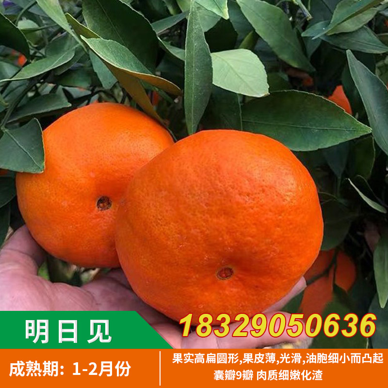 浙江明日见柑橘子树苗阿斯蜜兴津58号枝条爱媛34号甘平杂柑桔子苗