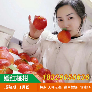 媛红椪柑桔子苗嫁接果树苗 新品种碰柑苗南方种植柑橘苗当年结果