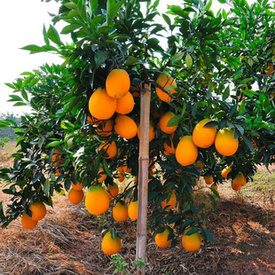 赣南脐橙树苗带果苗夏橙秭归伦晚纽荷尔红肉脐橙冰糖橙琼中绿橙苗