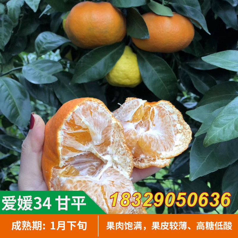 爱媛34号桔子苗 甘平苗树苗 高端柑橘新品晚熟杂柑果树苗橘子种苗