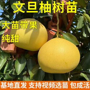 玉环文旦柚苗 嫁接白肉柚子果苗文旦柚子树苗 庭院盆栽果树苗包邮