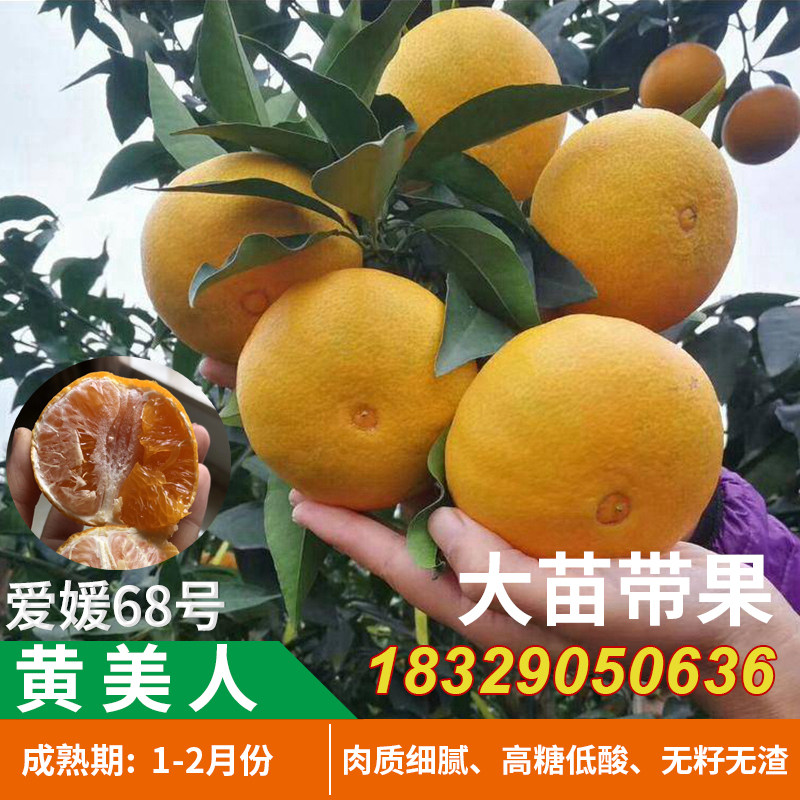 新品种爱媛68号黄美人树苗嫁接红美人柑橘苗高糖晚熟杂交橘子树苗