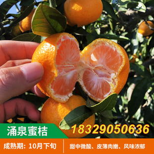 嫁接涌泉蜜橘苗 正宗临海涌泉蜜桔苗 柑橘早熟宫川无核蜜桔子树苗