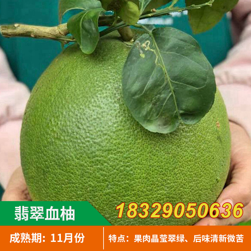 越南红心青柚苗 翡翠血柚苗 青皮红肉红心柚子树苗 当年结果树苗