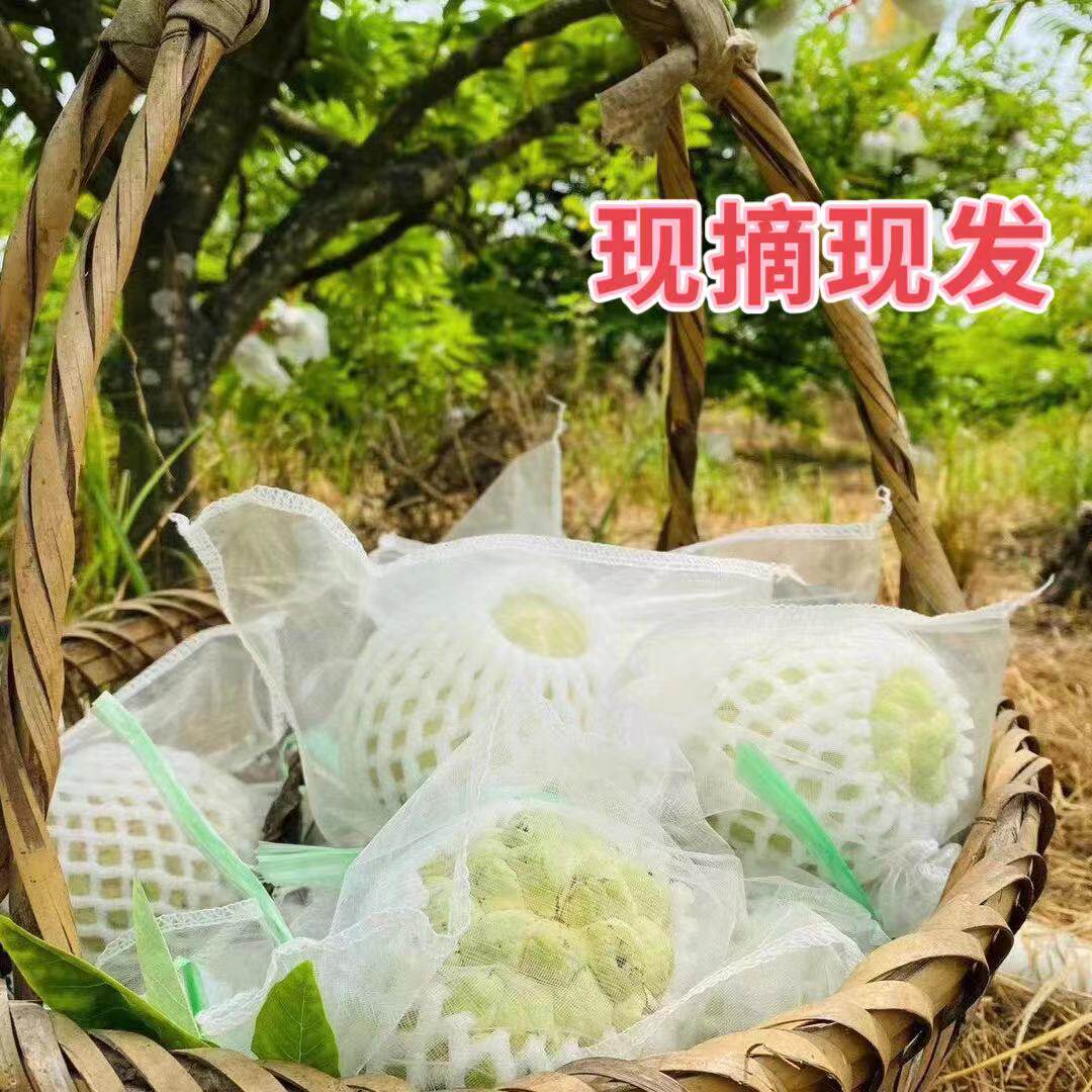 潮汕正宗樟林番荔枝林檎果新鲜水果佛头摩尼果包邮牛奶大目释迦果