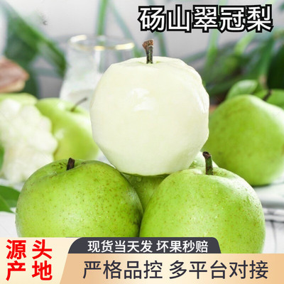 当季梨子新鲜正宗翠冠梨砀山梨脆甜翠玉香雪梨青皇冠梨子一件代发