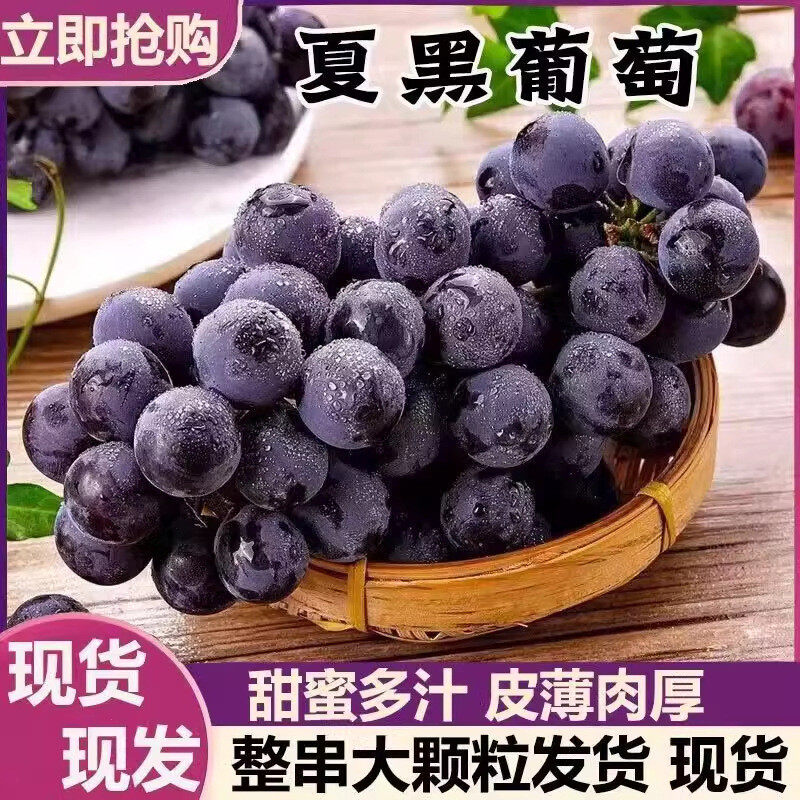 新鲜云南夏黑葡萄无籽果园水果应当季2025上市现摘产地速直发