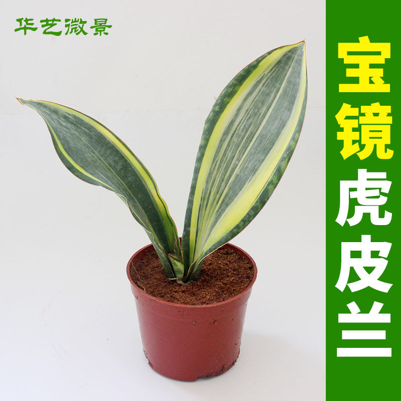 华艺微景宝镜锦宝扇锦虎皮兰泰国进口虎尾兰珍藏级