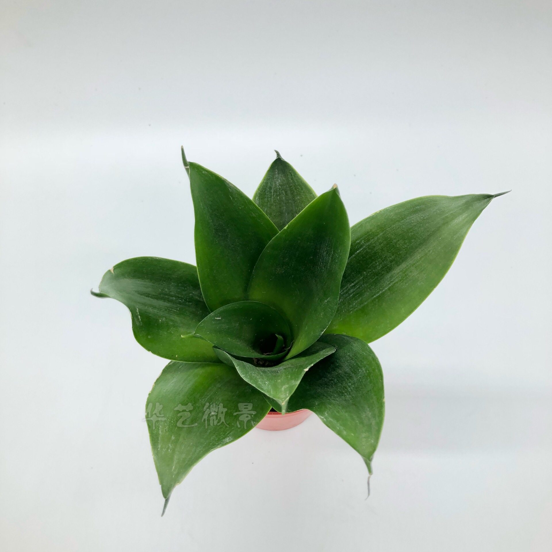 黑金刚包邮绿翡翠长青虎皮兰虎耳兰水培植物无花纹虎皮兰华艺微景