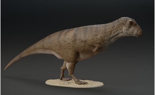 易道布斯托里氏蝎猎龙 0141