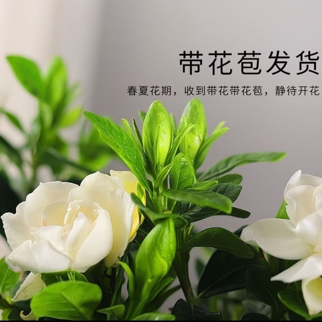 栀子花盆栽带花苞阳台花卉好养桌面易活绿植浓香型