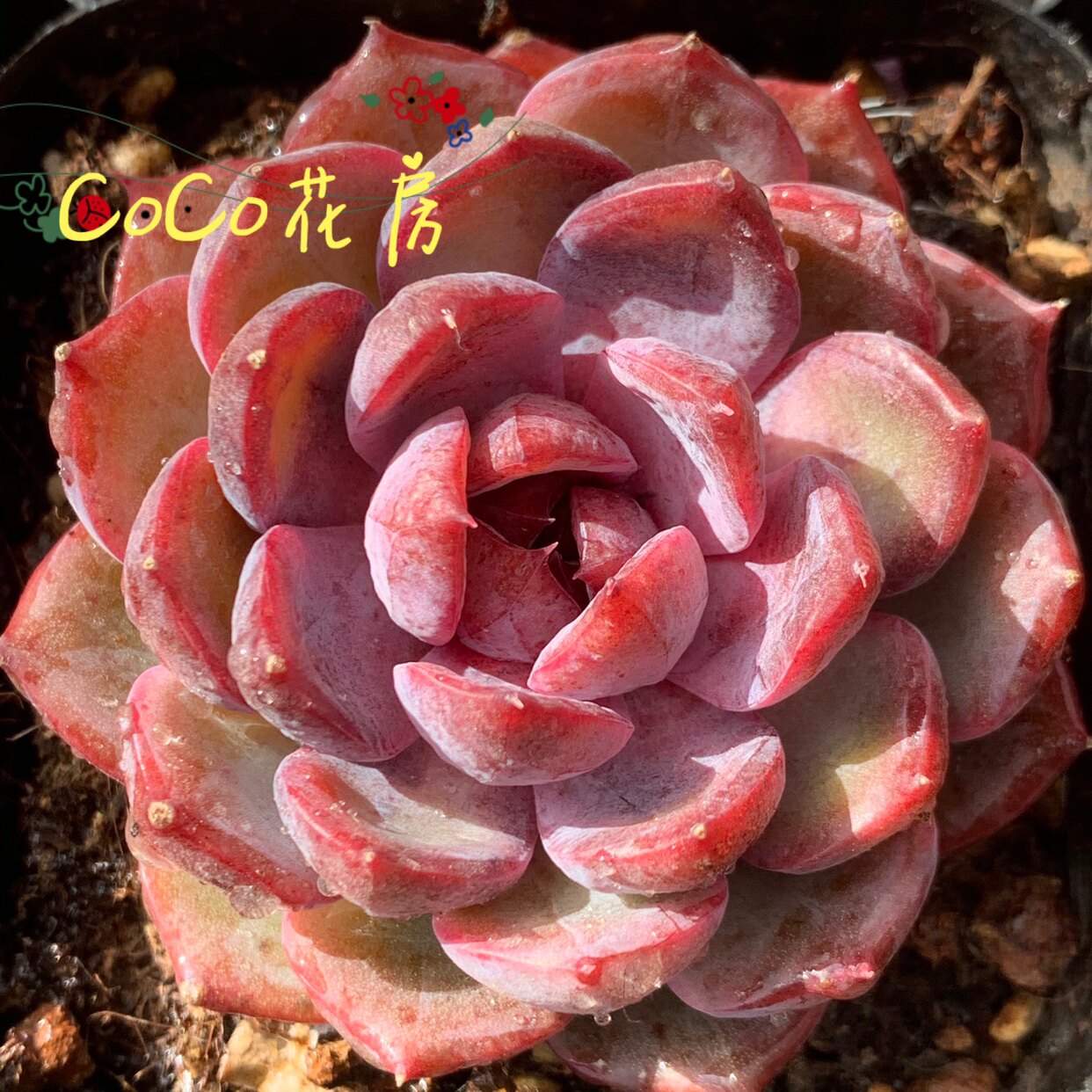 一物一拍 黑暗玫瑰多肉 暗黑系韩国精品多肉植物花卉 黑色多肉