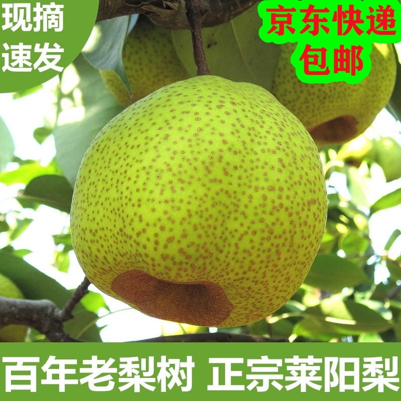 莱阳梨正宗莱阳慈梨茌梨山东烟台特产特大果整箱礼盒梨子新鲜水果