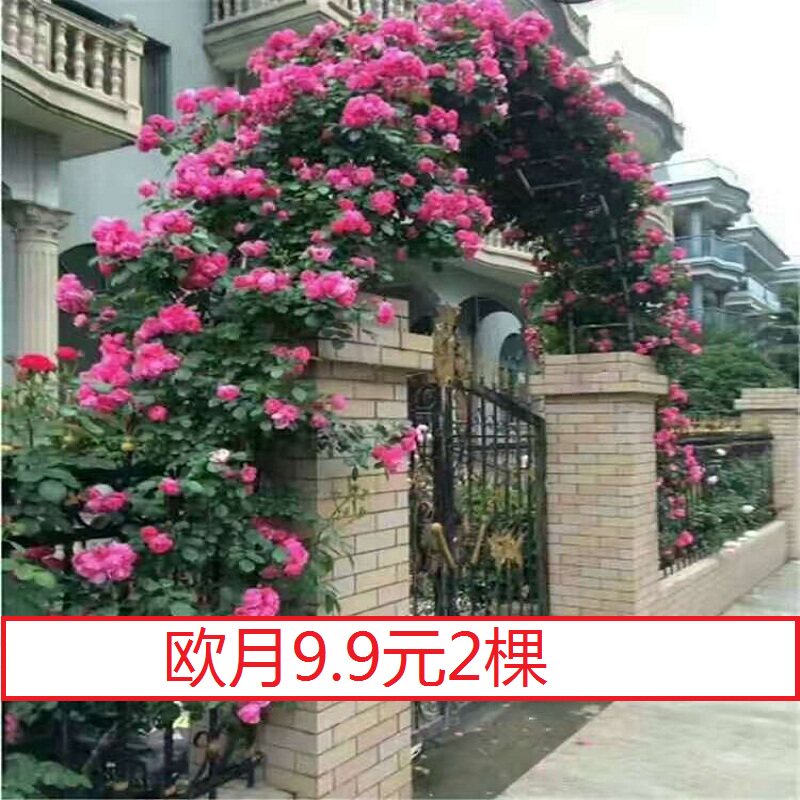 花苗爬墙蔷薇欧洲月季