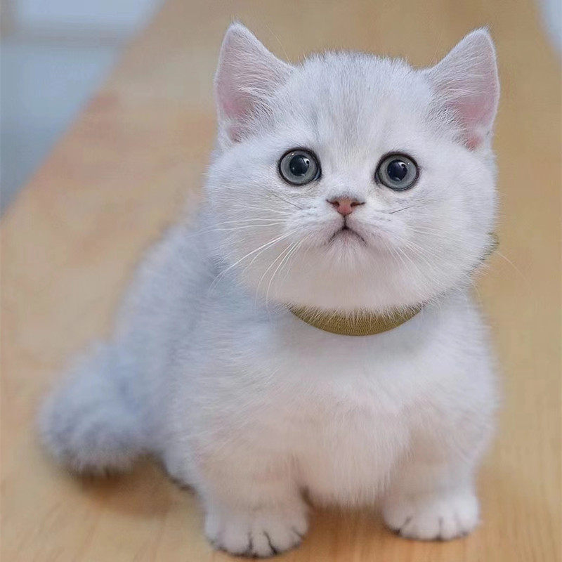宠物猫咪小猫活物幼崽成猫英短银渐层银点纯种曼基康矮脚猫长毛猫
