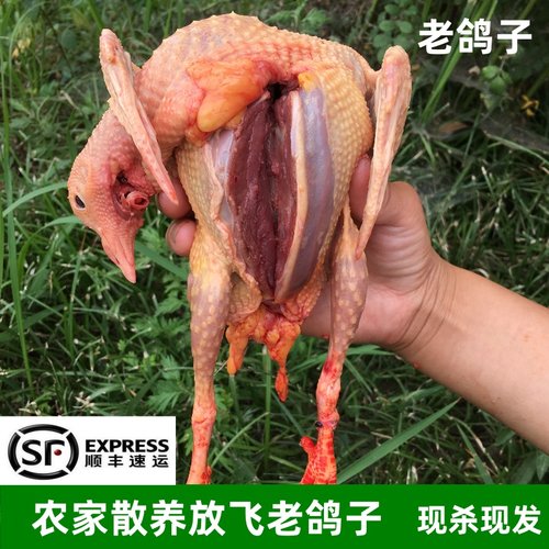 农家新鲜现杀老鸽子纯粮喂养