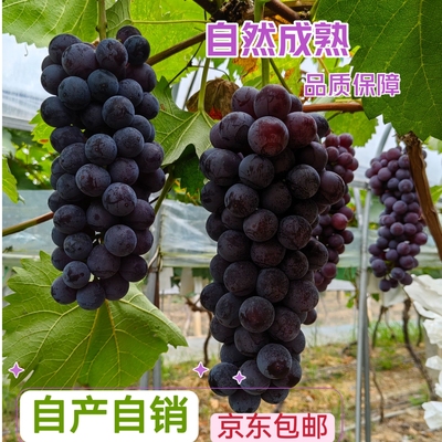 自然成熟当季新鲜孕妇水果夏黑葡萄酸甜农家自产自销新鲜包邮