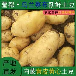 【25年新土豆】内蒙武川沙面土豆黄心洋芋乌兰察布马铃薯辅食土豆