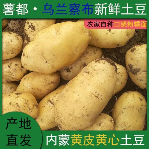 【25年新土豆】内蒙武川沙面土豆黄心洋芋乌兰察布马铃薯辅食土豆