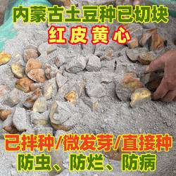 内蒙【红皮黄心土豆原种/微发芽/已切块】乌兰察布武川土豆种子块