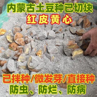 内蒙【红皮黄心土豆原种/微发芽/已切块】乌兰察布武川土豆种子块