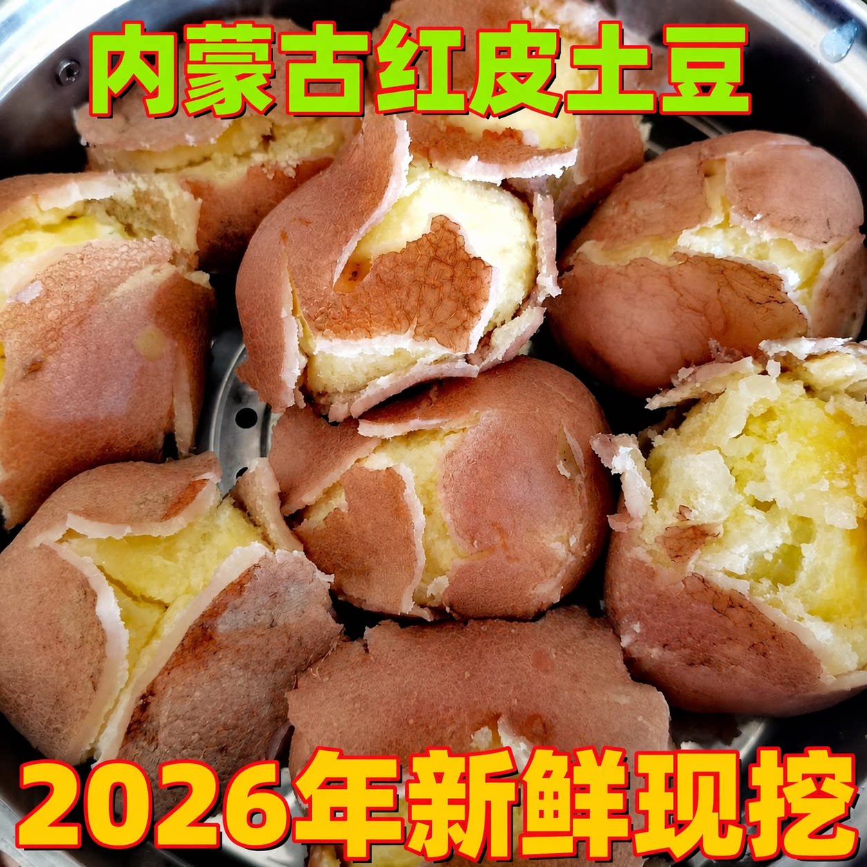 【2026年内蒙古新土豆】乌兰察布后期红爆粉开花武川红皮沙面土豆