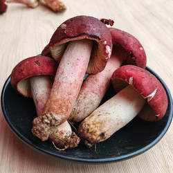 精品骨朵新鲜野生红菇正宗大红菌云南普洱特产蘑菇红椎菌味道鲜美