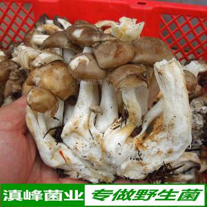 新鲜野生冷菌北风菌一窝菌云南大理野山菌蘑菇味道鲜美顺丰包邮