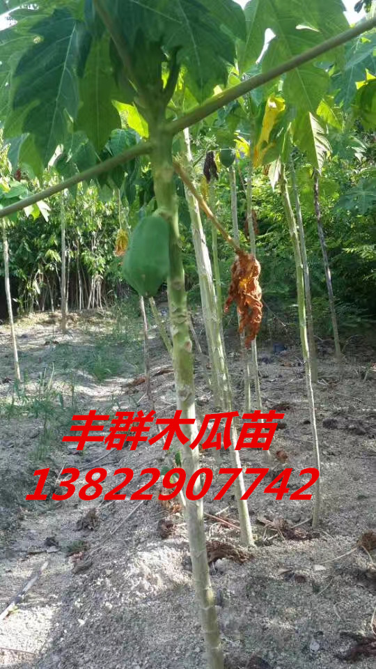 木瓜苗 水果木瓜 木瓜 番木瓜 水果 蔬菜苗 木瓜树