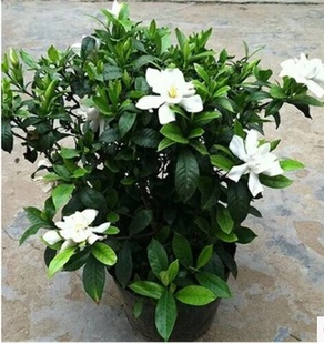 牡丹栀子花苗 大叶栀子花苗带花苞四季开花带土发货绿植盆栽花卉