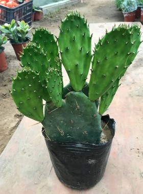 新鲜仙人掌绿色多肉植物盆栽可嫁接食用仙人掌米邦塔美容外敷内服