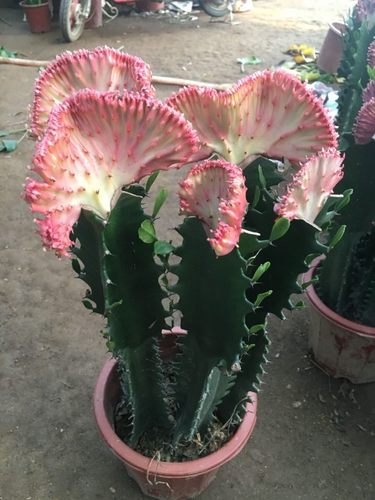 玉麒麟麒麟掌彩春风五指山多肉植物仙人掌花卉绿植创意龙骨盆栽 - 封面