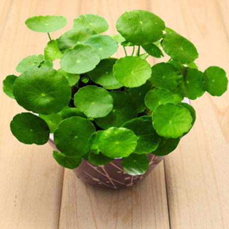 铜钱草招财水培植物办公室桌面盆栽金钱草花卉室内水养绿植净空气