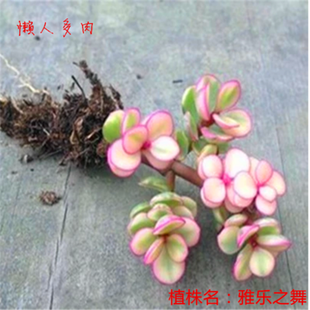 懒人办公室内迷你多肉组合盆栽植物 摇钱树 黄丽 观音莲 易养包邮