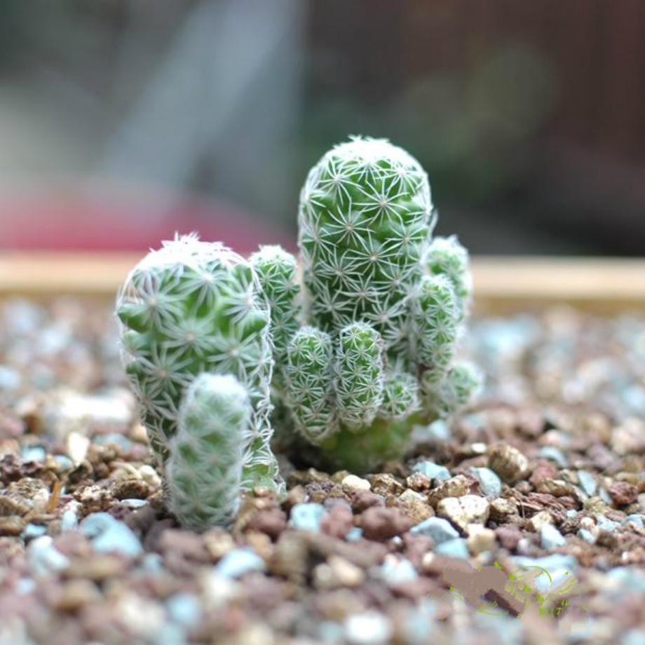 绿植花卉盆栽微景观多肉