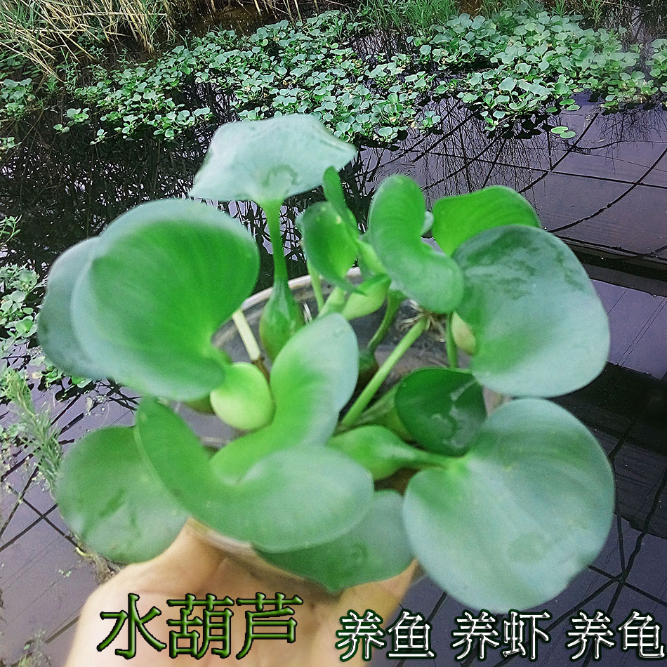 植物池塘凤眼莲净化污水浮萍根块