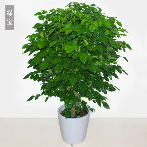 绿宝盆栽 植物室内大型绿植客厅幸福树盆栽小型树苗 净化空气 - 封面