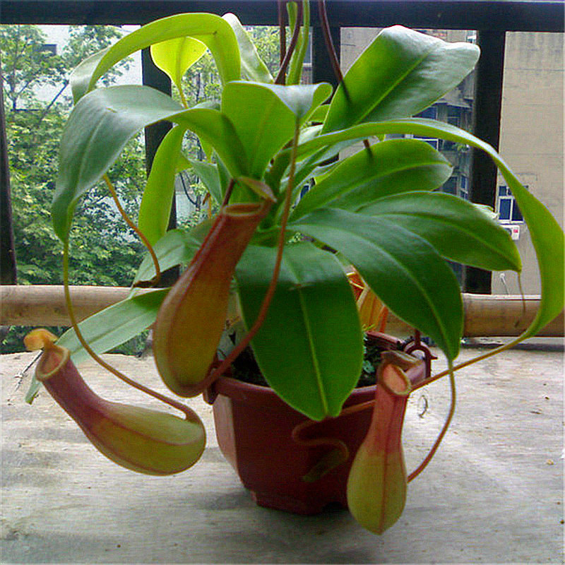 猪笼草室内花卉盆栽苗驱蚊香草捕蝇草捕苍蝇食虫植物绿植吊兰植物