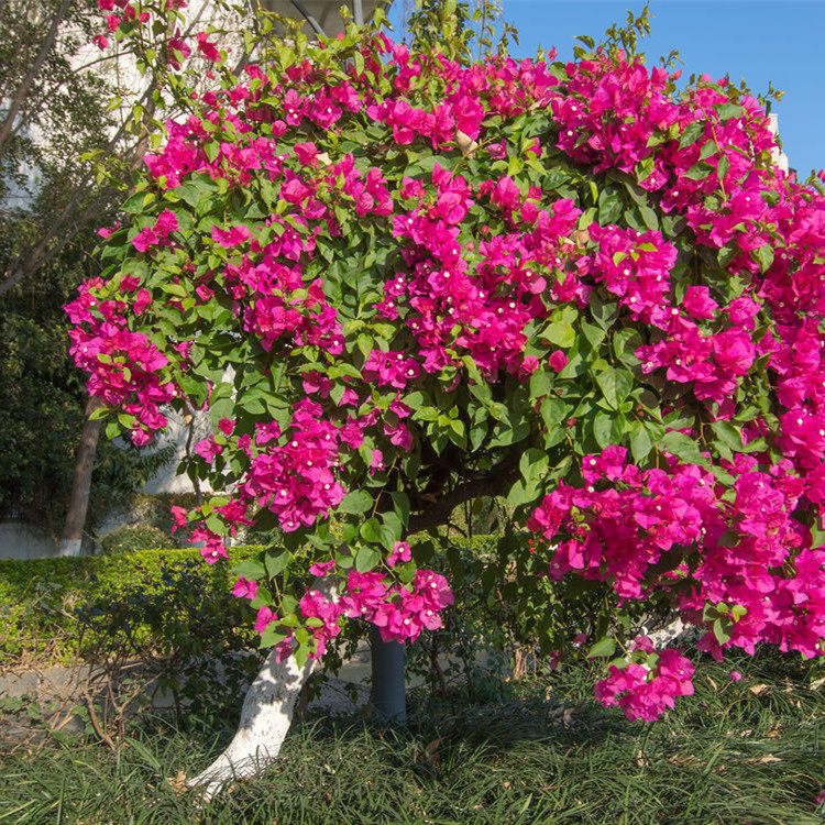 盆栽瓣庭院四季发货包邮重带花四季三角梅攀援植物阳台树桩花卉