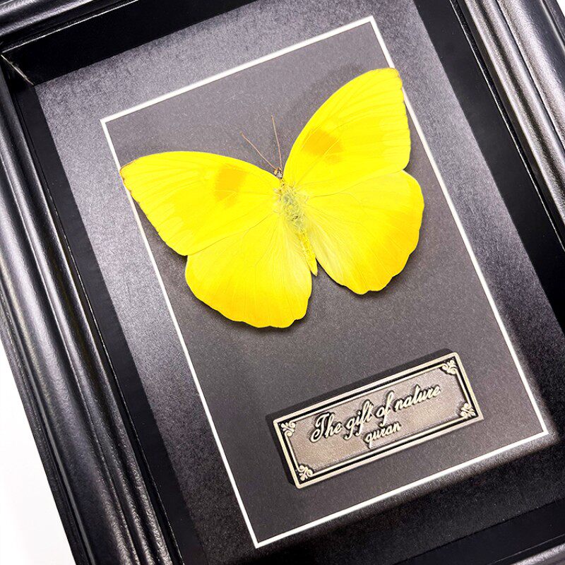 黄纹菲粉蝶蝴蝶艺术品标本礼物摆件原蝶展示框送男女友纪念日礼物