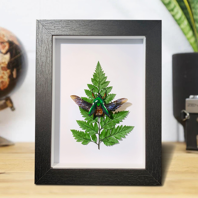 昆虫标本装饰画草本摆件苹绿唇花金龟真虫贴画摆台儿童礼物7寸框