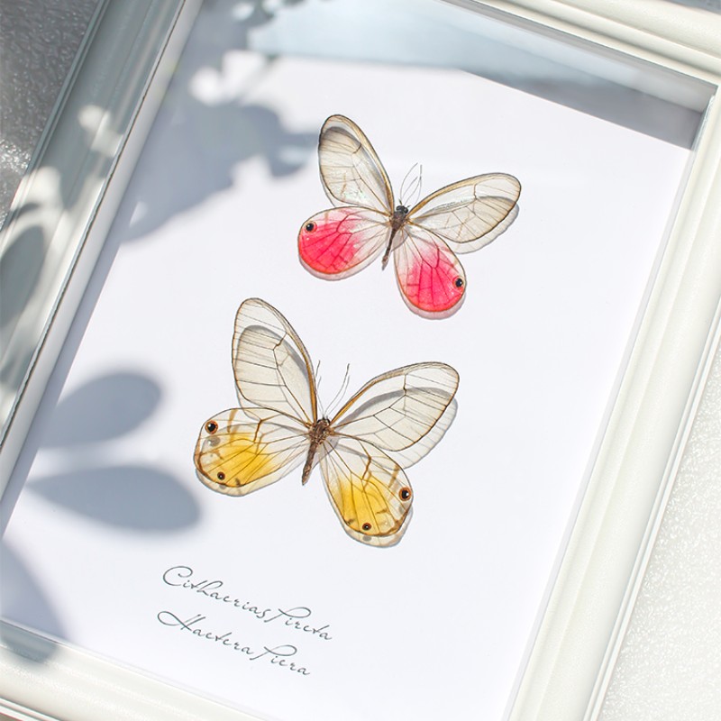 玫瑰绡眼蝶黄晶眼蝶组合款蝴蝶蜻蜓标本摆件装饰画小众创意礼物