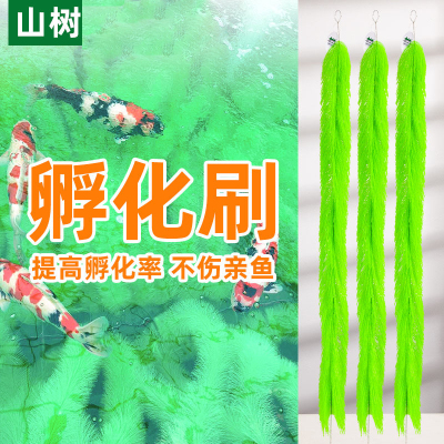 山树孵化毛刷锦鲤产卵鱼卵孵化刷
