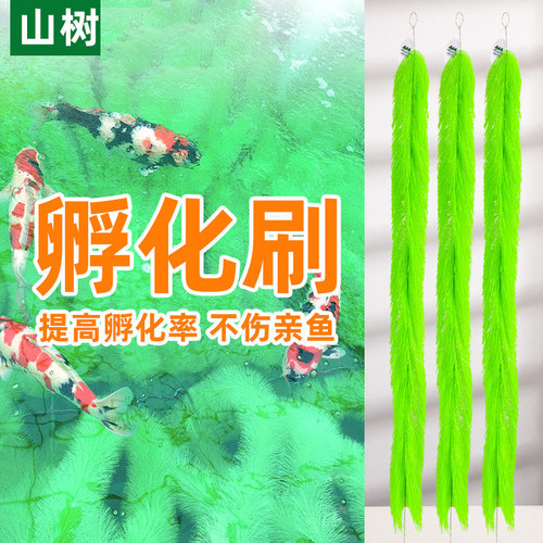 山树孵化毛刷锦鲤产卵鱼卵孵化刷